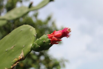 Fototapeta premium Close up Cactus pear in garden with blurred background. in indonesia name is Buah kaktus.difficult to pick its seeds but one of healthiest fruits