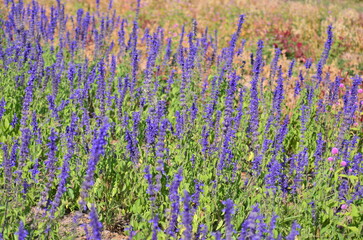 Obraz premium Close-up of Purple Lavender flower blooming scented fields. Bushes of lavender purple aromatic flowers at lavender fields. Sensitive focus