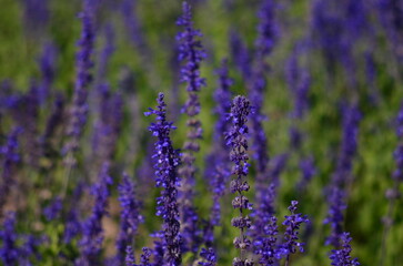 Close-up of Purple Lavender flower blooming scented fields. Bushes of lavender purple aromatic flowers at lavender fields. Sensitive focus
