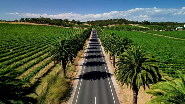 Seppeltsfield Road Lined With Palm Trees In Barossa Valley. Adelaide, Australia.