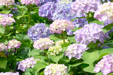 purple hydrangea in full blooming