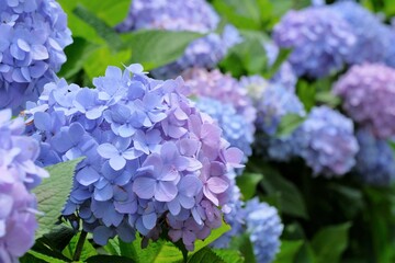 purple hydrangea in full blooming