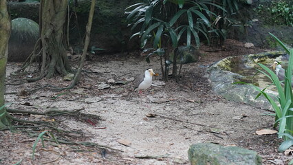 The Northern Masked Lapwing is a medium-sized bird with a distinctive appearance. It has a mostly white body with black markings on the back, wings, and head. Its m|鳳頭麥雞