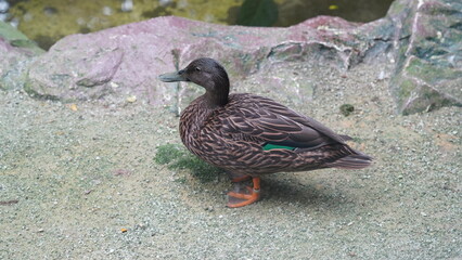 Laysan Duck|Anas laysanensis|莱岛鸭|來珊鴨
