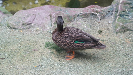 Cinnamon teal| Anseriformes| Anatidae|Spatula cyanoptera|桂红鸭