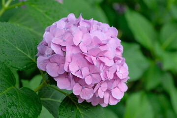 blooming pink hydrangea in the park