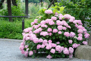 blooming pink hydrangea in the park