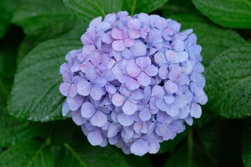 Obraz premium purple hydrangea in full blooming