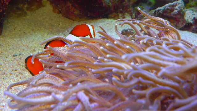 Clown fish, Anemonefish (Amphiprion ocellaris) swim among the tentacles of anemones, symbiosis of fish and anemones