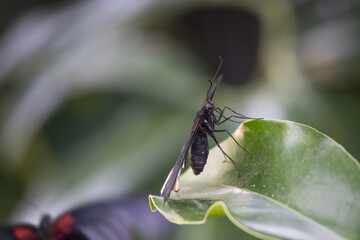 Butterfly on a leaf