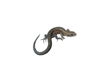 Junge Mooreidechse (Zootoca vivipara), freigestellt