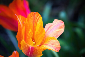 Orange tulip in a garden