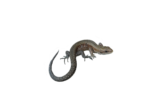 Junge Mooreidechse (Zootoca vivipara), freigestellt