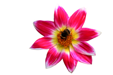 Pinkfarbene Collarette-Dahlie (Dahlia variabilis 'Dandy Improved Mix') mit Hummel
