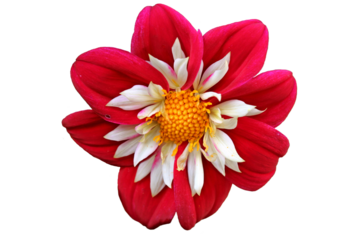 Rote Collarette-Dahlie (Dahlia variabilis 'Dandy Improved Mix'), freigestellt
