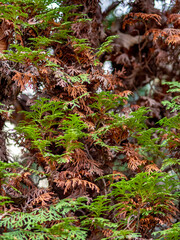 Schäden an Thuja Pflanze