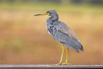 Tricolored heron (Egretta tricolor), a beautiful wading bird, stands against a blurred background in Sarasota, Florida