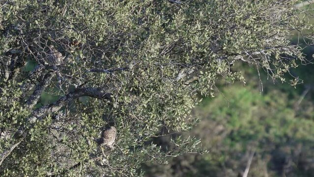 Camouflaged owlets in the tree, long shot