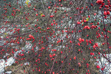 red berries ,nacka, stockholm,sweden,sverige