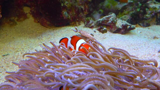 Clown fish, Anemonefish (Amphiprion ocellaris) swim among the tentacles of anemones, symbiosis of fish and anemones