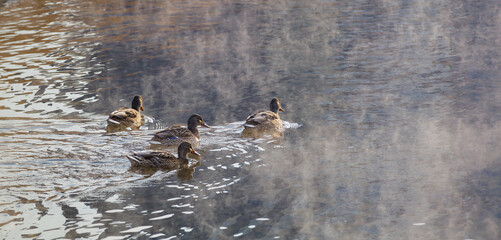 A family of young female mallard ducks just molted