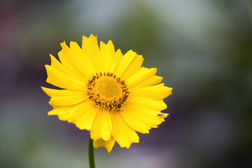 Yellow flower in the garden