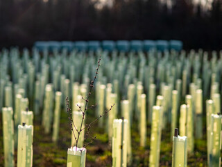Neu gepflanzte Jungbäume in Wuchshüllen am Waldrand