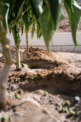 plant of the pepper in closeup vertical in the vegetable garden