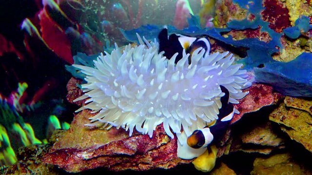 Clown fish, Anemonefish (Amphiprion polymnus), symbiosis of fish and anemones