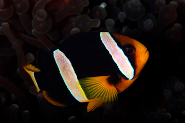 Clark’s Anemonefish (Amphiprion clarkii, aka Yellowtail Clownfish). North Male Atoll, Maldives