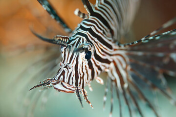 Close-up of a Red Lionfish (Pterois volitans). North Male Atoll, Maldives