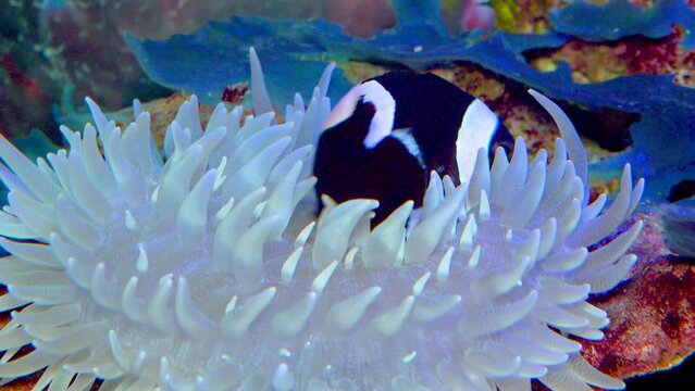Clown fish, Anemonefish (Amphiprion polymnus), symbiosis of fish and anemones