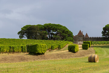 Typical vineyards near Chateau d Yquem, Sauternes, Bordeaux, Aquitaine, France