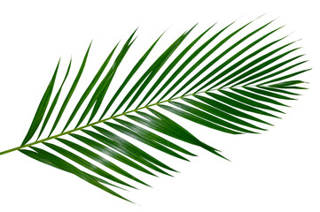 palm leaf, palm, coconut leaf, green leaf, isolated, leaves vine, tropical, tropic, green, green...