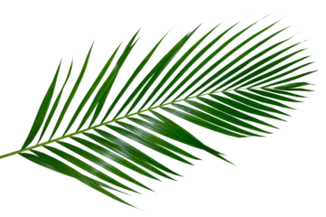 Poster palm leaf, palm, coconut leaf, green leaf, isolated, leaves vine, tropical, tropic, green, green leaves, leaf png, png, alpha channel, background, branch, bunch, climbing, clipping, clipping path, clo © eakarat