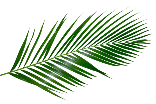 palm leaf, palm, coconut leaf, green leaf, isolated, leaves vine, tropical, tropic, green, green leaves, leaf png, png, alpha channel, background, branch, bunch, climbing, clipping, clipping path, clo