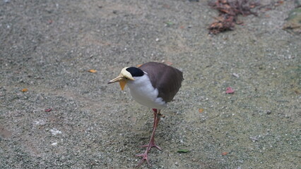 Spur-winged Plover|Vanellus miles|Masked Plover|蒙面鸻|白頸麥雞