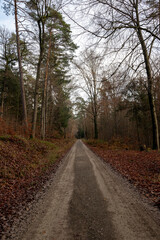 A path through the autumn forest