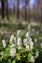 Hollow smokestack (Corydalis cava), spring forest, Southern Moravia, Czech Republic