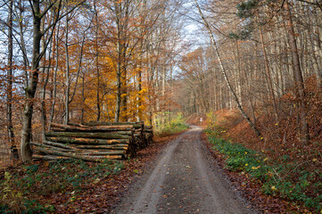 A dirt road through a forest in autumn