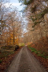 A dirt road through a forest in autumn