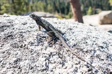 Small lizard in Taft point at Yosemite national park in USA