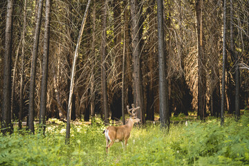 Wild young deer with furry antlers in dark forest and tall grass background