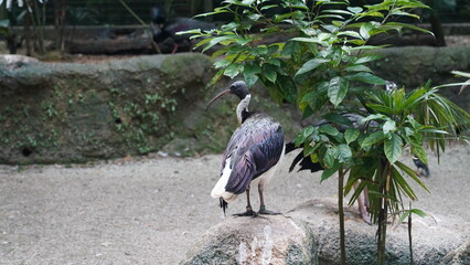 Straw-necked Ibis|Threskiornis spinicollis|蓑頸白䴉