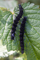 black caterpillars on a green leaf