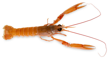 Langoustine, raw scampo,  cut out top view 