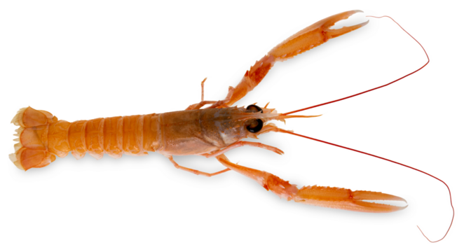 Langoustine, raw scampo,  cut out top view 