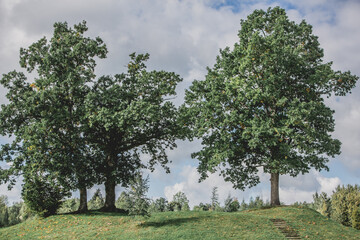 Oakd and massive trees on a hill