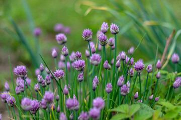 purple flowers in the garden