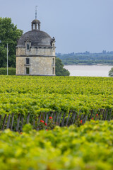 Fototapeta na wymiar Typical vineyards near Chateau Latour, Bordeaux, Aquitaine, France
